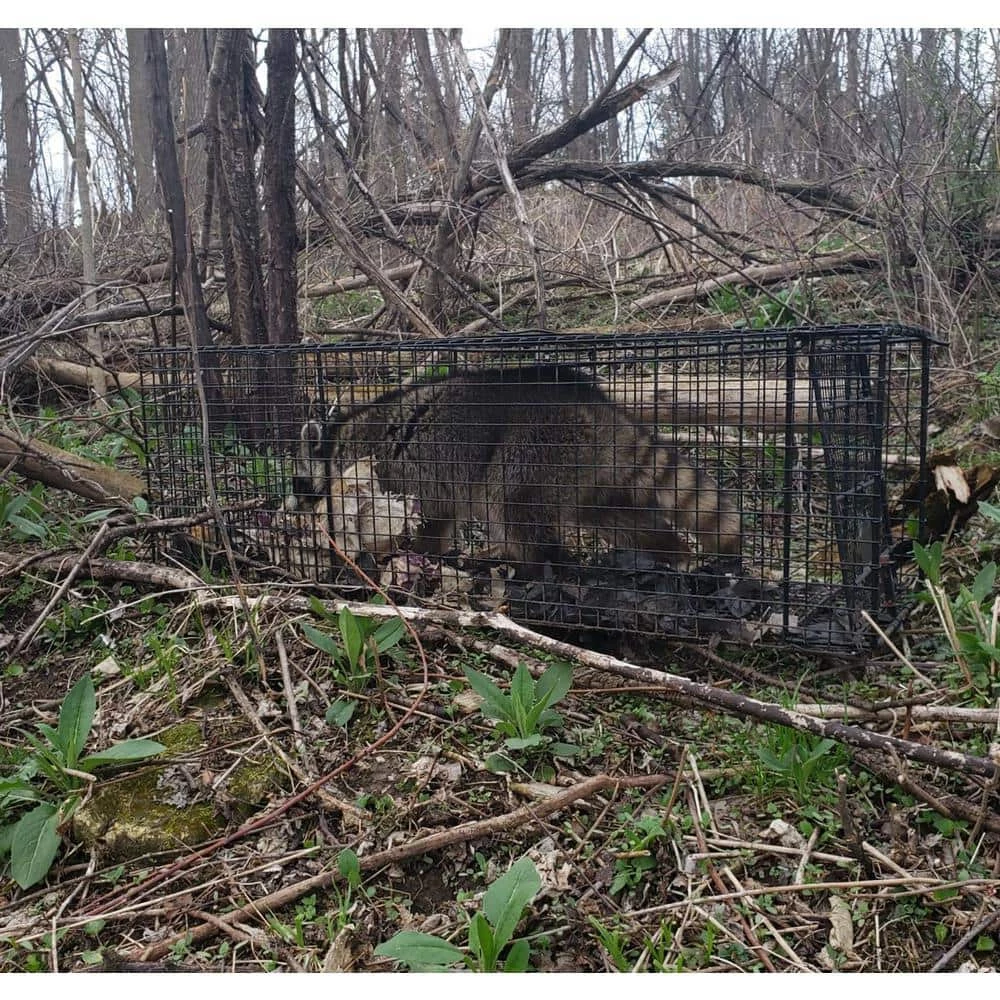 32 in. Folding Live Animal Cage Trap by Unbranded 4 32 in. Folding Live Animal Cage Trap by Unbranded - Image 2