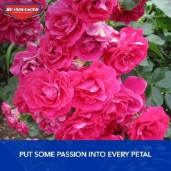 5 lbs. Granules 2-in-1 Systemic Rose and Flower Care by BioAdvanced 14 5 lbs. Granules 2-in-1 Systemic Rose and Flower Care by BioAdvanced -Pest Control Sales bioadvanced insect killer granules 708110a 44 1000