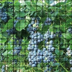 Garden Bird Netting 3/4 in. Mesh - Black - 14 ft. x 100 ft. by Bird B Gone -Pest Control Sales bird b gone animal barriers un 341 31 1000