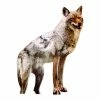 Coyote Decoy Goose Control Animal Control #1 Best Seller Scare Birds and Geese by Bird-X -Pest Control Sales bird x animal barriers coyote 64 1000