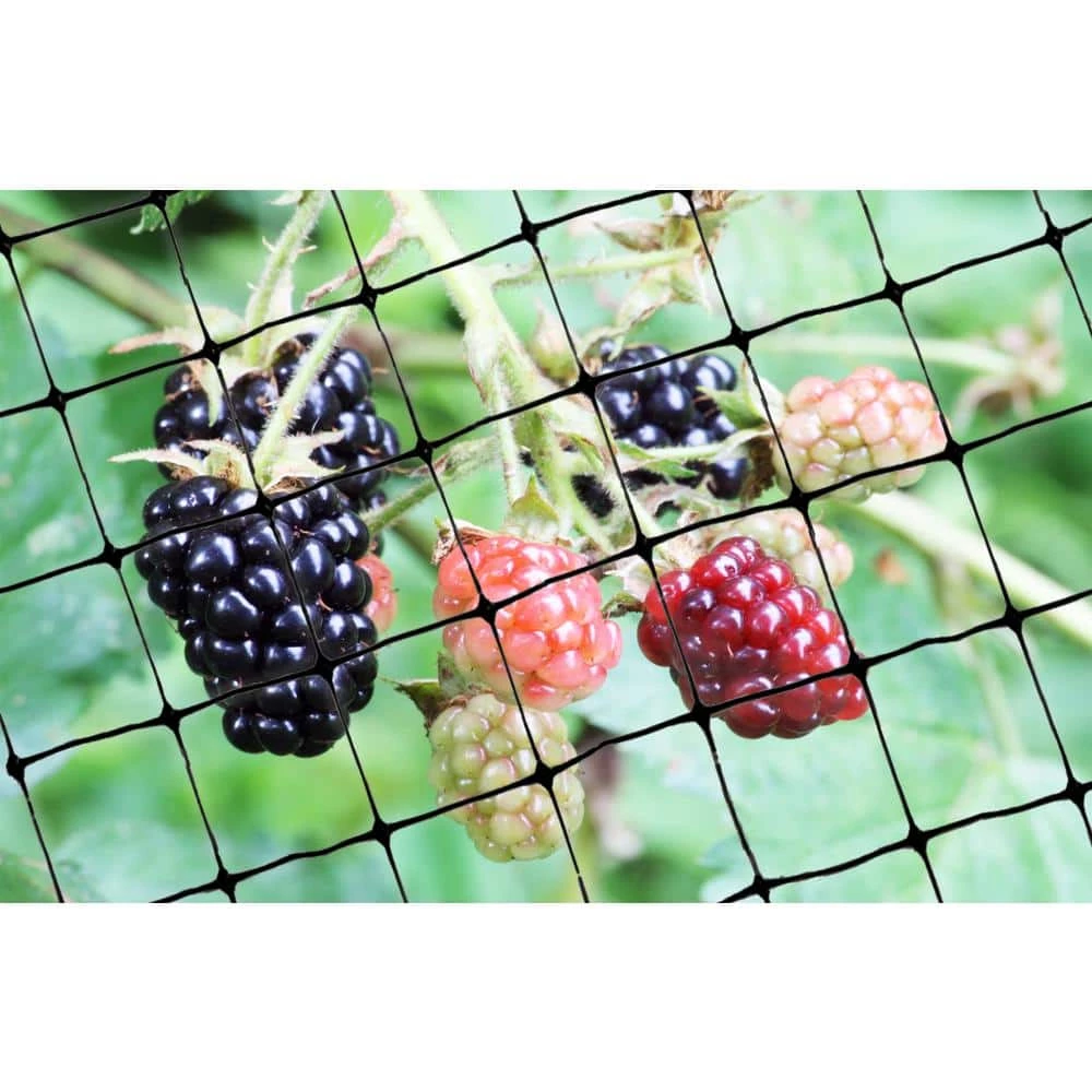 100 ft. x 14 ft. Standard Bird Netting by Bird-X 9 100 ft. x 14 ft. Standard Bird Netting by Bird-X - Image 7