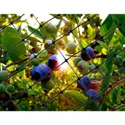 100 ft. x 14 ft. Structural Bird Netting by Bird-X -Pest Control Sales bird x animal barriers net str 100 44 1000