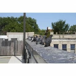 Original Stainless Steel Bird Spikes 100 ft. Pigeons Starlings Blackbirds Seagulls 6 in. Coverage by Bird-X 17 Original Stainless Steel Bird Spikes 100 ft. Pigeons Starlings Blackbirds Seagulls 6 in. Coverage by Bird-X -Pest Control Sales bird x animal barriers sts 100 fa 1000