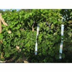 Irri-Tape Bird Repellent Ribbon by Bird-X -Pest Control Sales bird x animal barriers tape 100 4f 1000