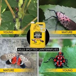 1 Gal. Spotted Lanternfly Killer by Harris -Pest Control Sales harris bug killer spray slf 128 4f 1000