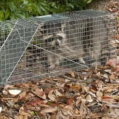 Large 1-Door Professional Live Animal Cage Trap for Raccoon, Opossum, Groundhog, and Feral Cat by Havahart -Pest Control Sales havahart animal traps 1079 31 1000