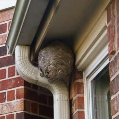 PRO 18 oz. Wasp and Hornet Killer Aerosol by Spectracide 9 PRO 18 oz. Wasp and Hornet Killer Aerosol by Spectracide -Pest Control Sales spectracide bug killer spray hg 30110 6 1d 1000