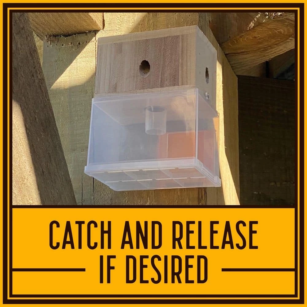 Hanging Carpenter Bee Trap by Bees N Things 6 Hanging Carpenter Bee Trap by Bees N Things - Image 4